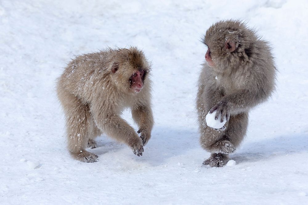 Japan-Nagano Young Japanese macaques play with a snowball